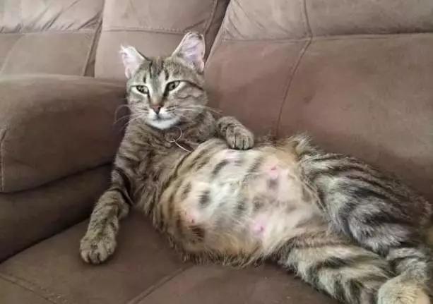 怎么判断猫咪怀孕了还是假孕,怎样判断猫咪是否怀孕初期症状