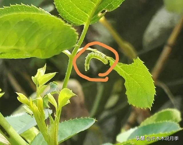 月季病害高清图,12种月季常见病害图解