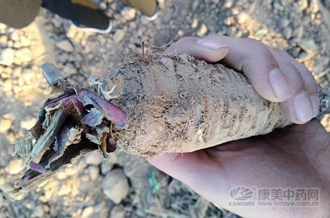 金银花芦根虎杖广藿香板蓝根,板蓝根金银花牛蒡子虎杖