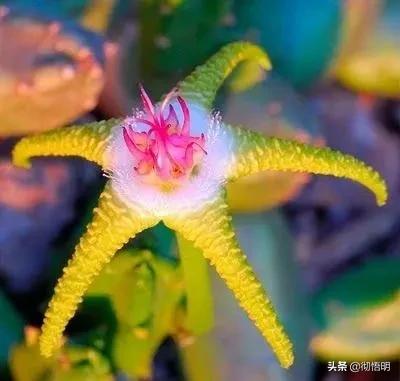 十种稀有长寿花,80个长寿花品种全都美极了