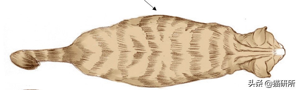 幼猫猫咪的体重多少才是正常体重,猫咪肥胖标准图