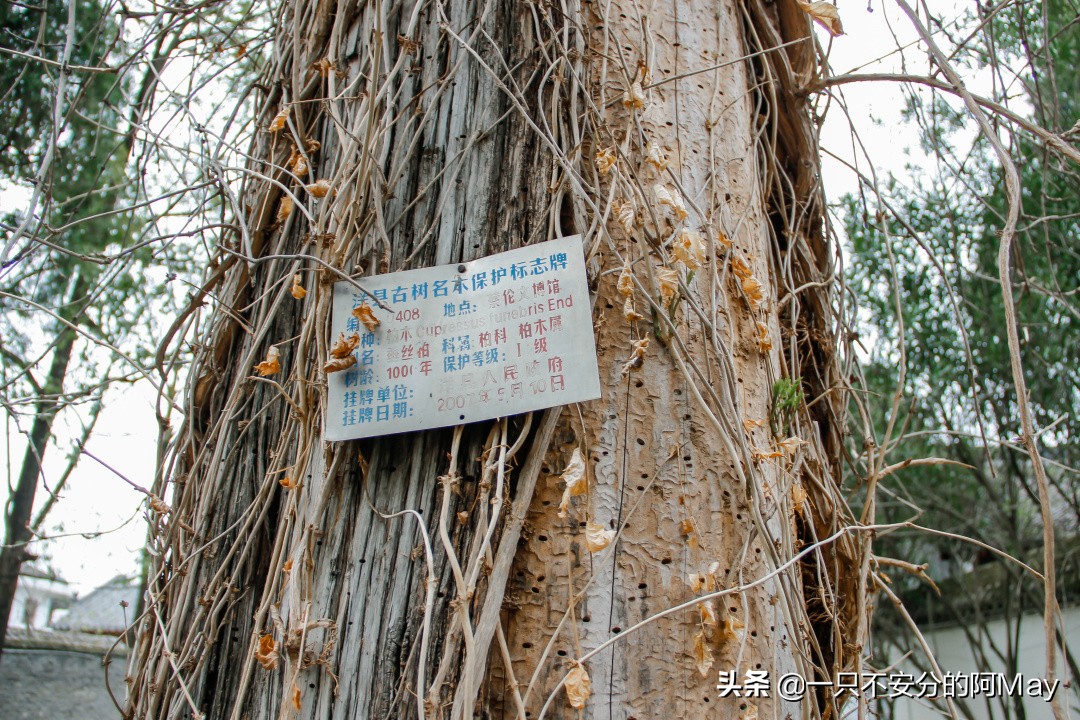 汉中洋县油菜花旅游地点推荐,汉中看油菜花是去洋县还是西乡