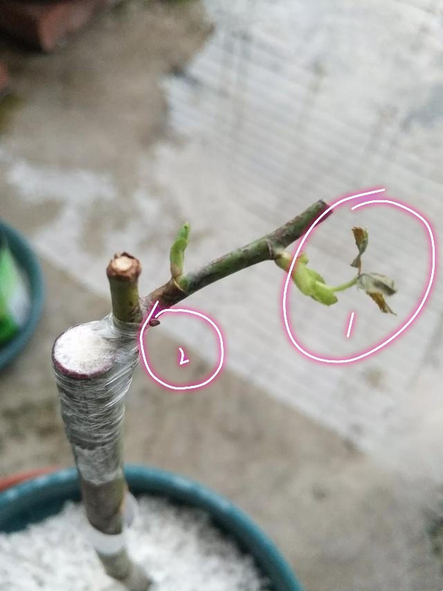 蔷薇老桩嫁接月季在什么时间最好,藤本月季芽点怎么起不来