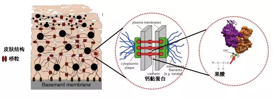 角质层怎么用视频教程,角质层薄怎么涂护肤品