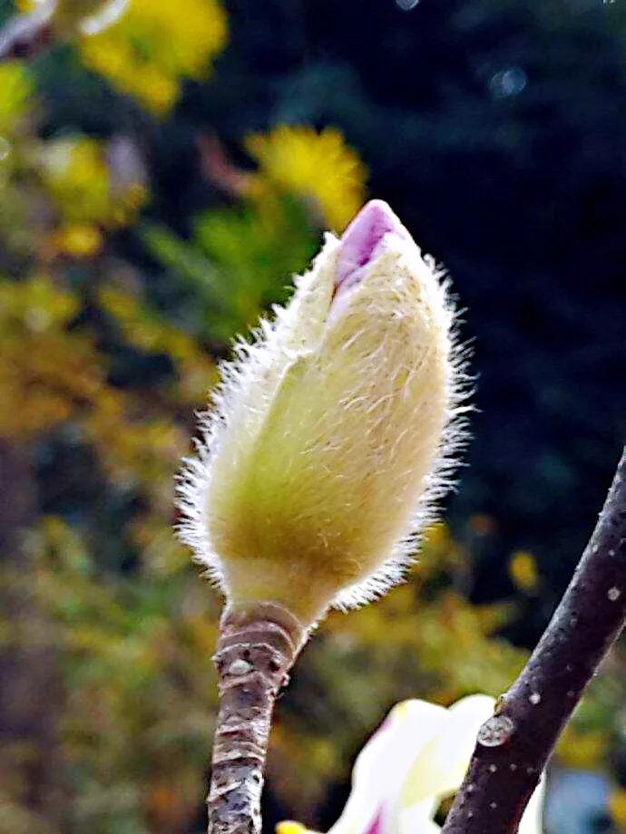 望春玉兰～早春先叶开放，花色素雅，美丽壮观