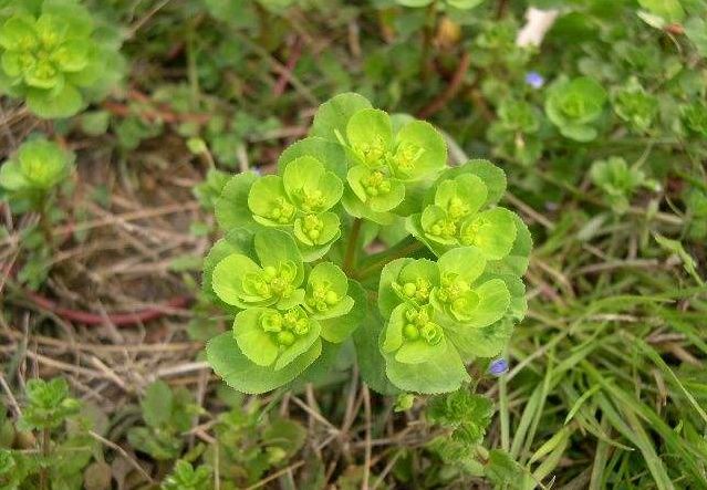 农村一捏就碎的植物,农村里一拉就出乳白色汁液的植物