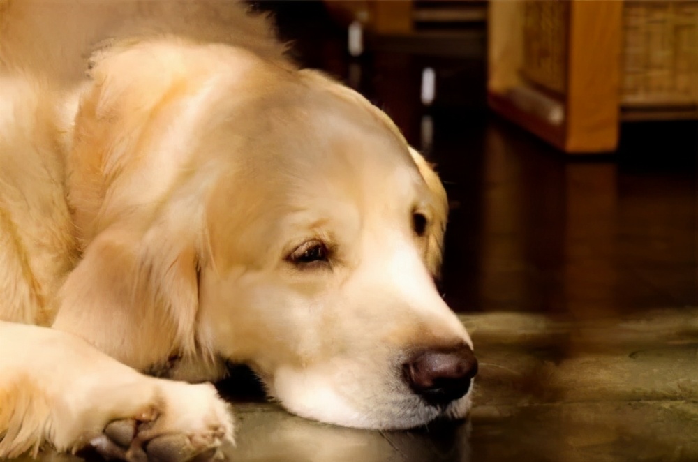 法斗中暑后没呼吸还能抢救过来吗,法斗狗狗中暑死亡了