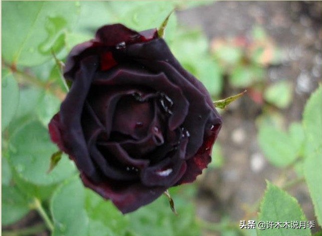 世上有黑色的花吗,世上有黑玫瑰吗