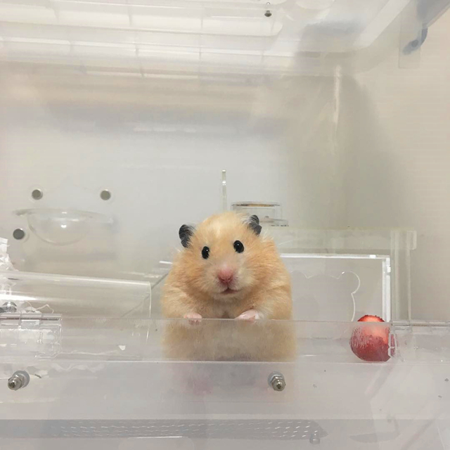 仓鼠春季注意事项,仓鼠春天要注意什么