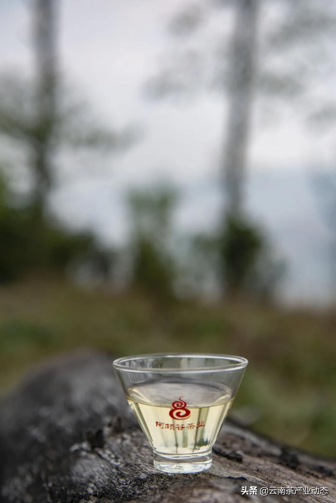 谷雨茶是什么,谷雨茶是什么用处的茶