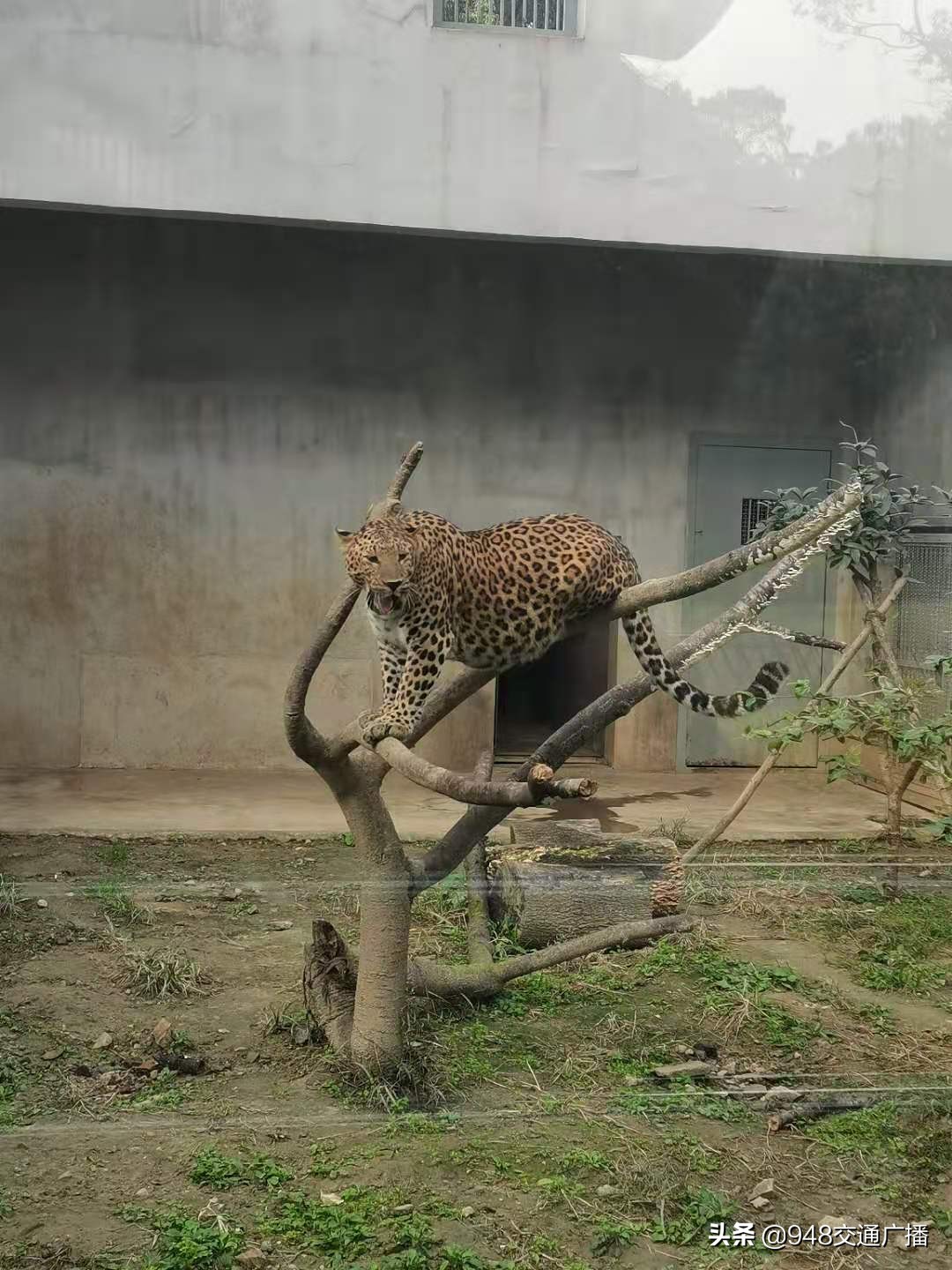武汉动物园的金钱豹,金钱豹武汉动物园
