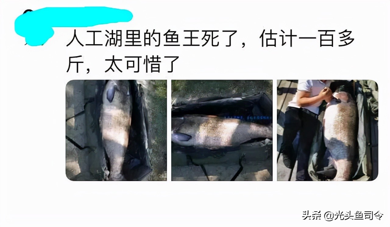 四大家鱼最深能生活在多少米,淡水鱼最大多大