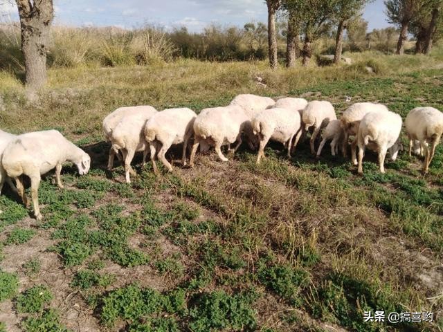打了除草剂的草羊吃了有害吗,羊吃打过草甘膦的草怎么办