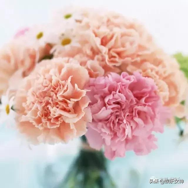 送给老师教师节礼物康乃馨,康乃馨教师节祝福语简短10字