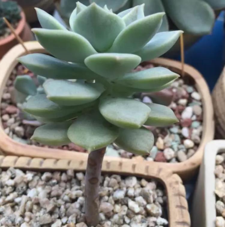 网购多肉老桩心欢喜，上盆时却犯了愁，应该怎么操作？