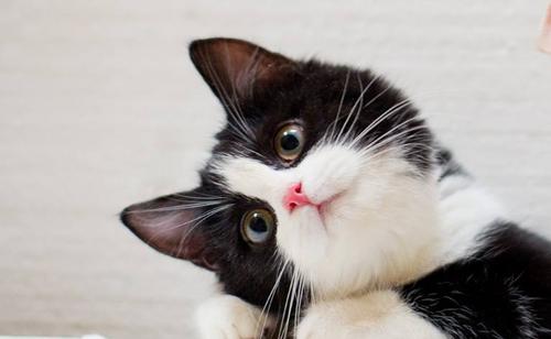 猫咪一坨一坨的掉毛是怎么回事,防止猫咪掉毛小妙招