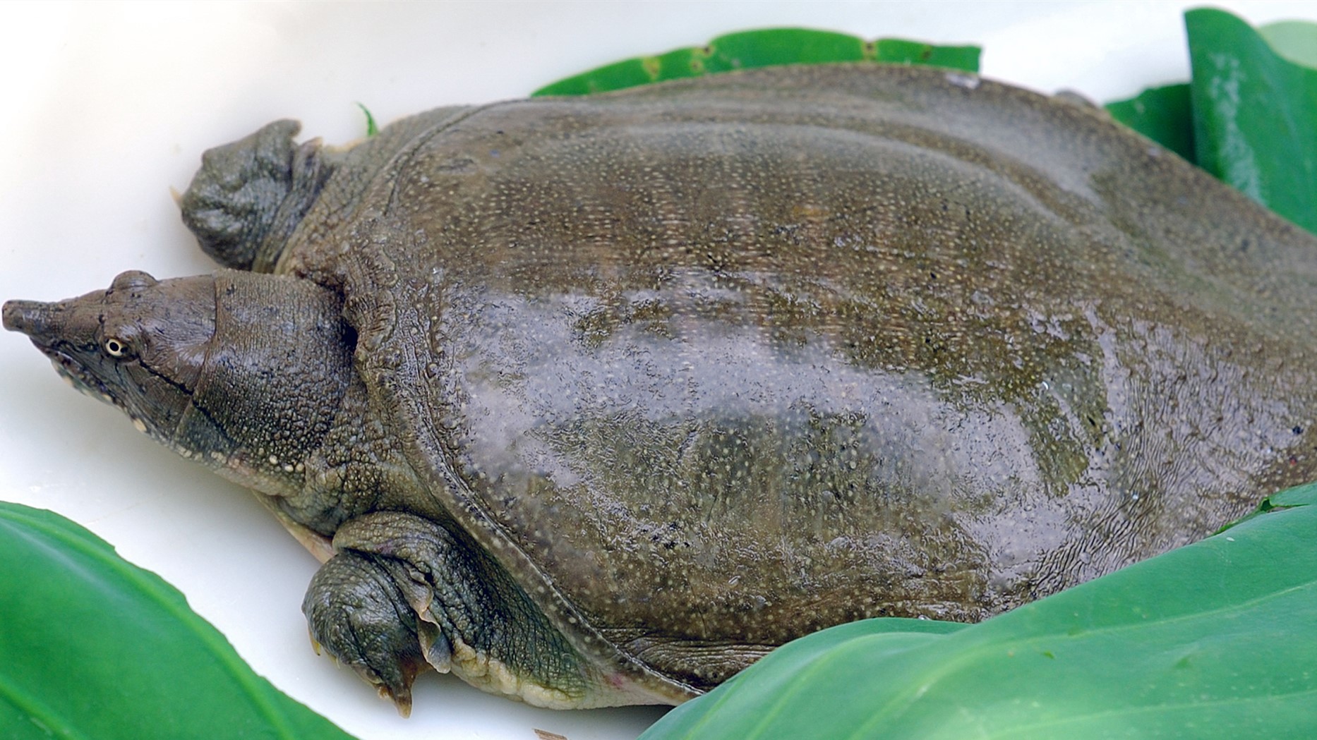 甲鱼怎么宰杀红烧,甲鱼怎么杀怎么弄着好吃