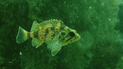 普通人怎么用手机拍大片,普通人用手机如何拍视频