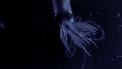 豆瓣netflix电影,bbc地球奇观纪录片