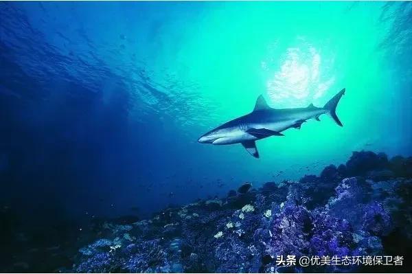 深海里能发光的动物,深海24米的巨型鲨鱼