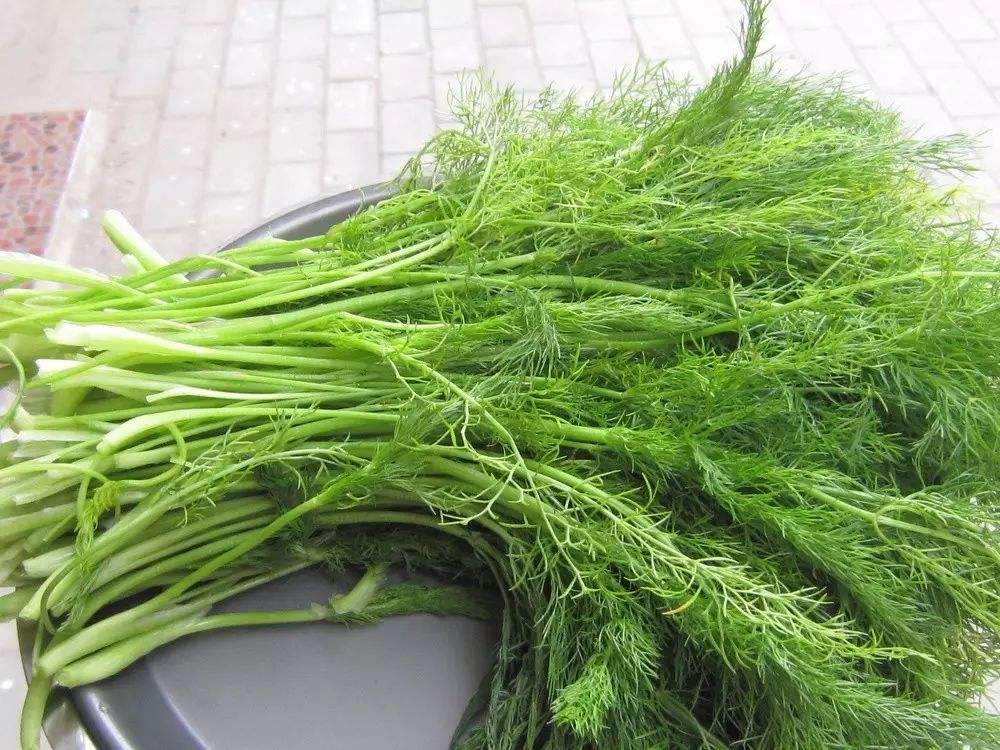 小茴香怎样种植出苗最快,小茴香怎么种植才能长得高