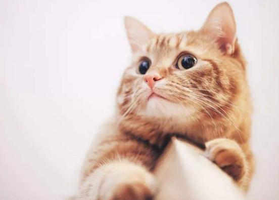 猫咪体外驱虫一般驱什么虫,猫咪体外驱虫什么药驱得全面