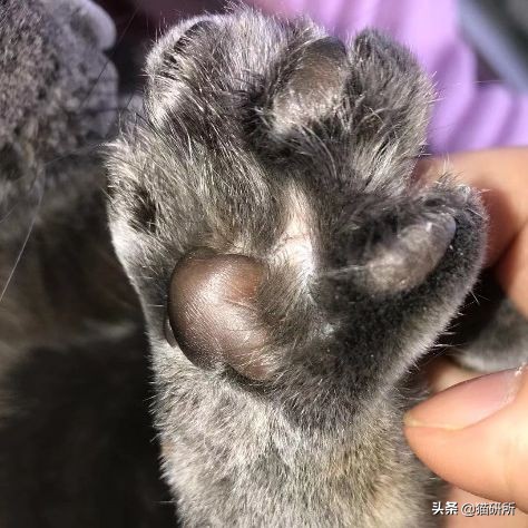 猫咪全项检查都有什么,猫咪的17项基础检查