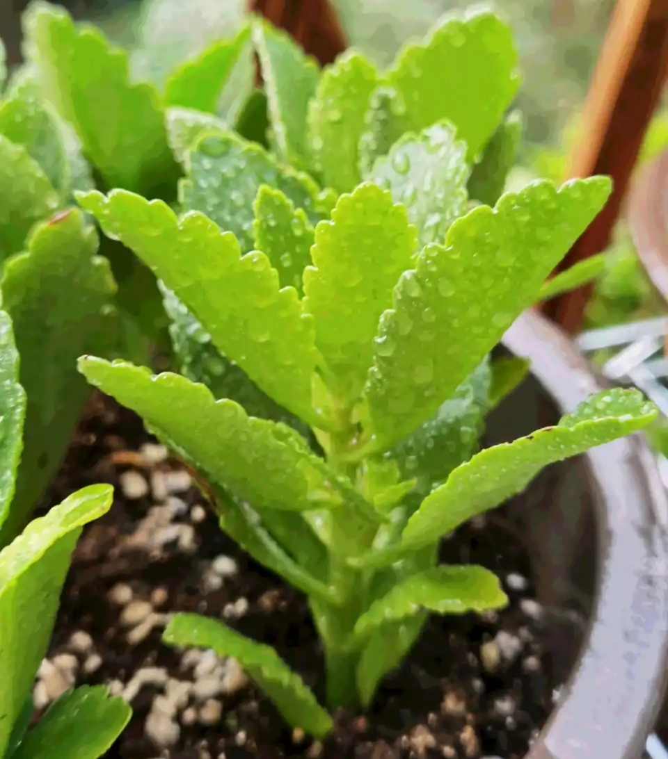 浇水过多死的植物,最容易浇死的6种花