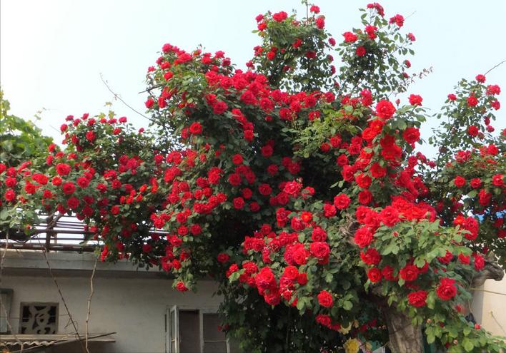 多头蔷薇爬藤一株能长多少,爬藤蔷薇一颗种子就是一株吗