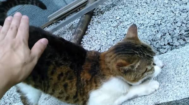 辟谣，猫咪蹭人并非仅为撒娇，另有四点身体不适情况需铲屎官深思