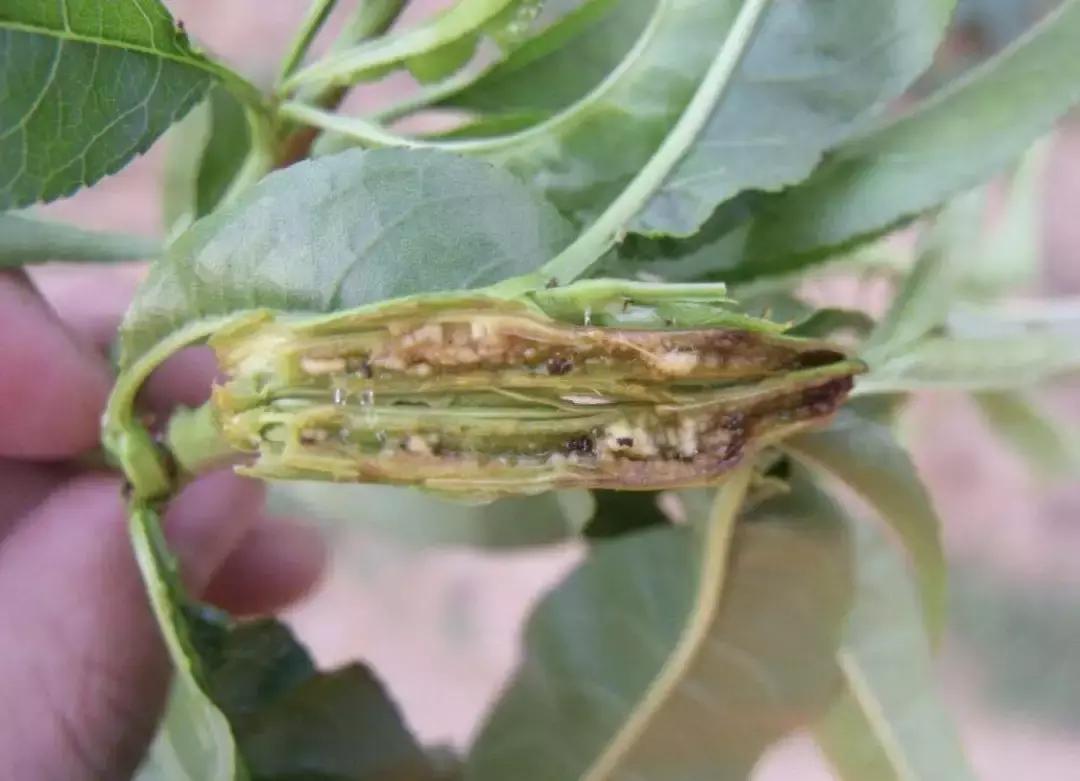 桃树虫害的防治在什么时间最好,桃树虫害防治全年用药图