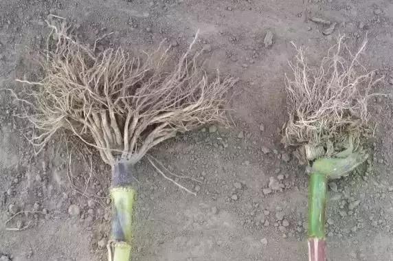 玉米苗后除草剂药害解决方法,前茬除草剂药害咋办