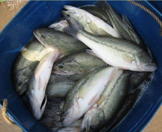 野钓鲈鱼技巧及方法,空手钓鲈鱼