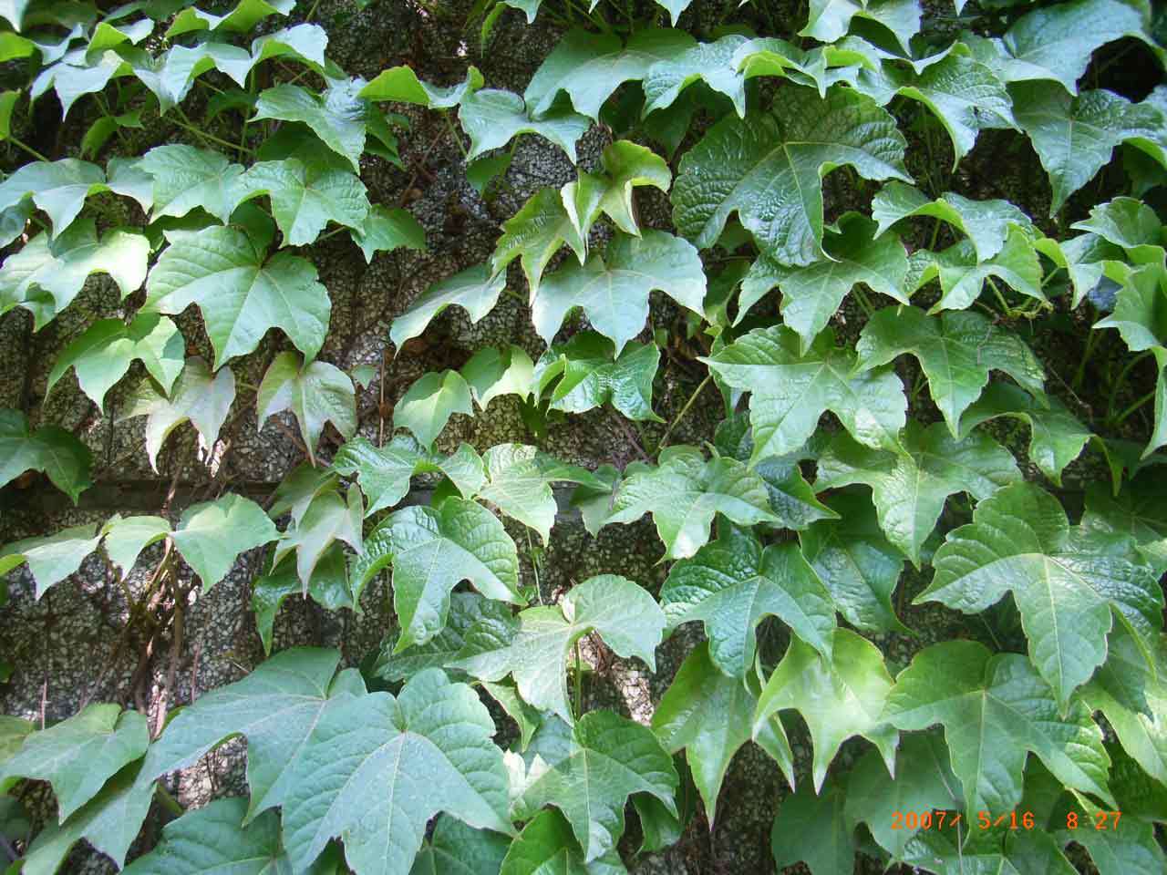 绿化爬山虎种植方法,爬山虎绿化应用