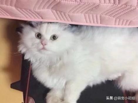 垃圾桶内传出一阵阵猫叫，打开一看，居然是一只面部溃烂的猫咪