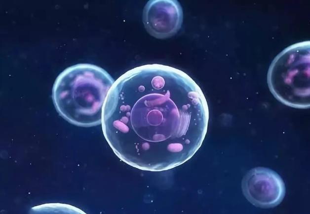 干细胞未来能治愈尿毒症吗,干细胞可以治疗尿毒症吗