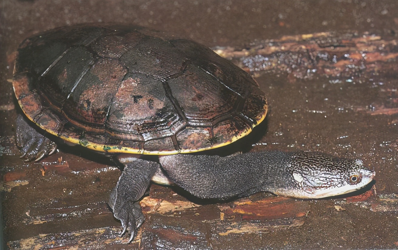 各种龟类图片大全大图,龟类展示会