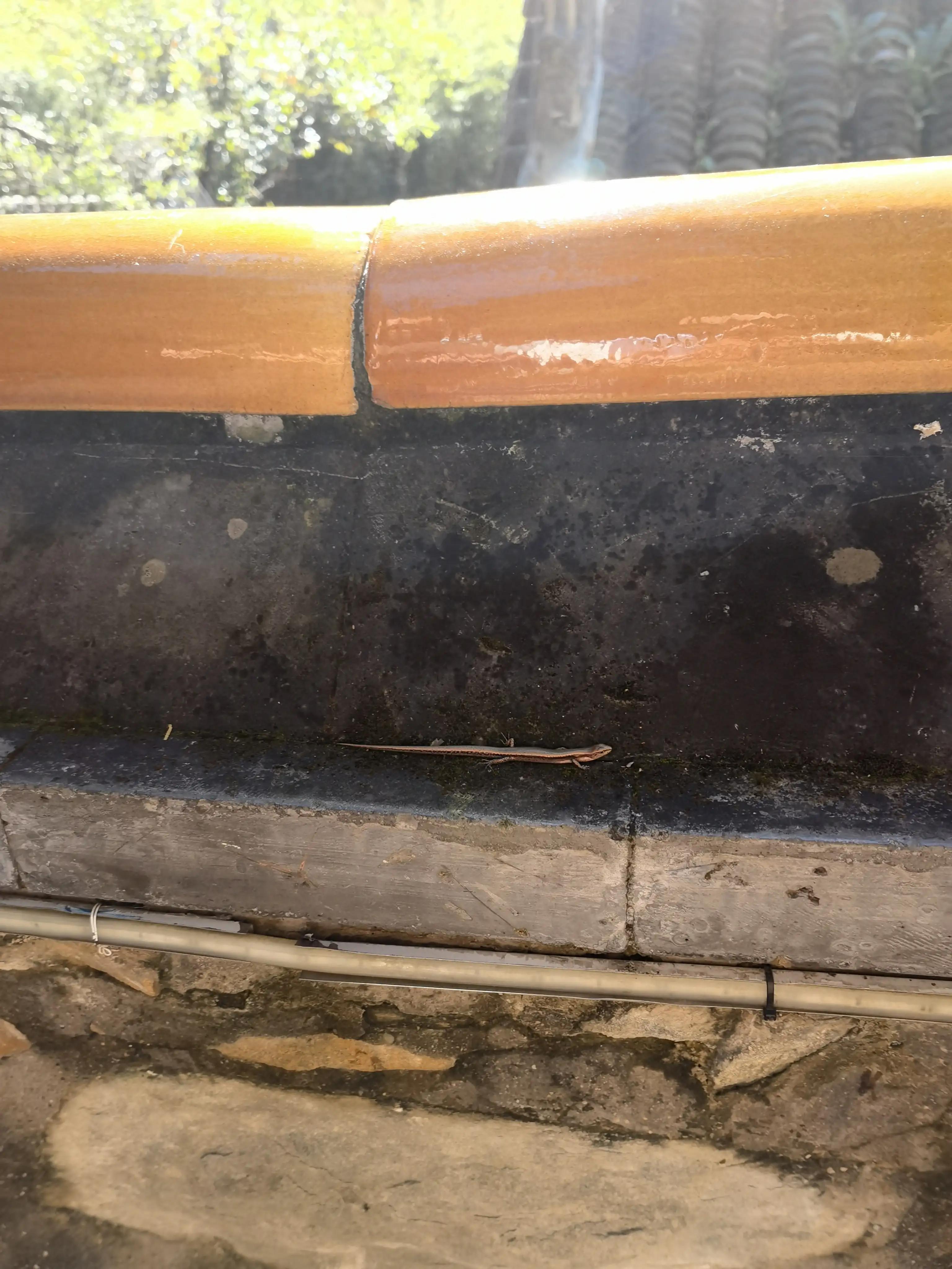 北京潭柘寺的古银杏树图片,潭柘寺银杏树观赏最佳时间