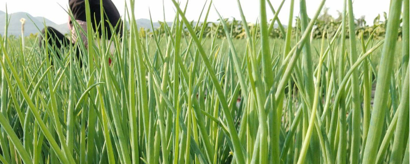 小葱叶发黄小妙招,小葱叶发黄枯萎是什么原因