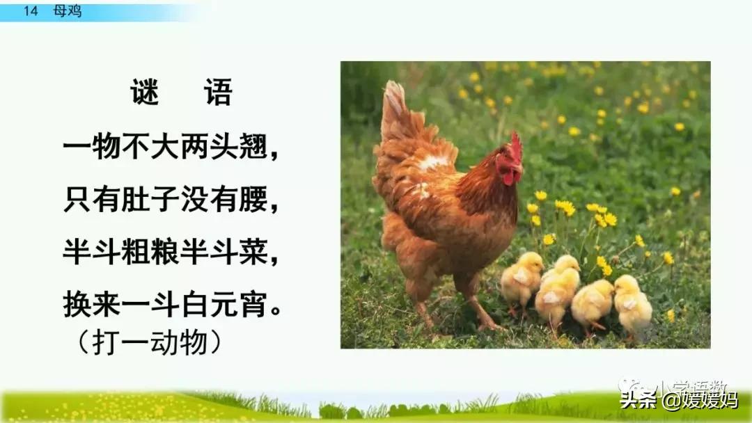 四年级下册第13课小练笔仿写母鸡,四年级下册14课母鸡的预习完整版