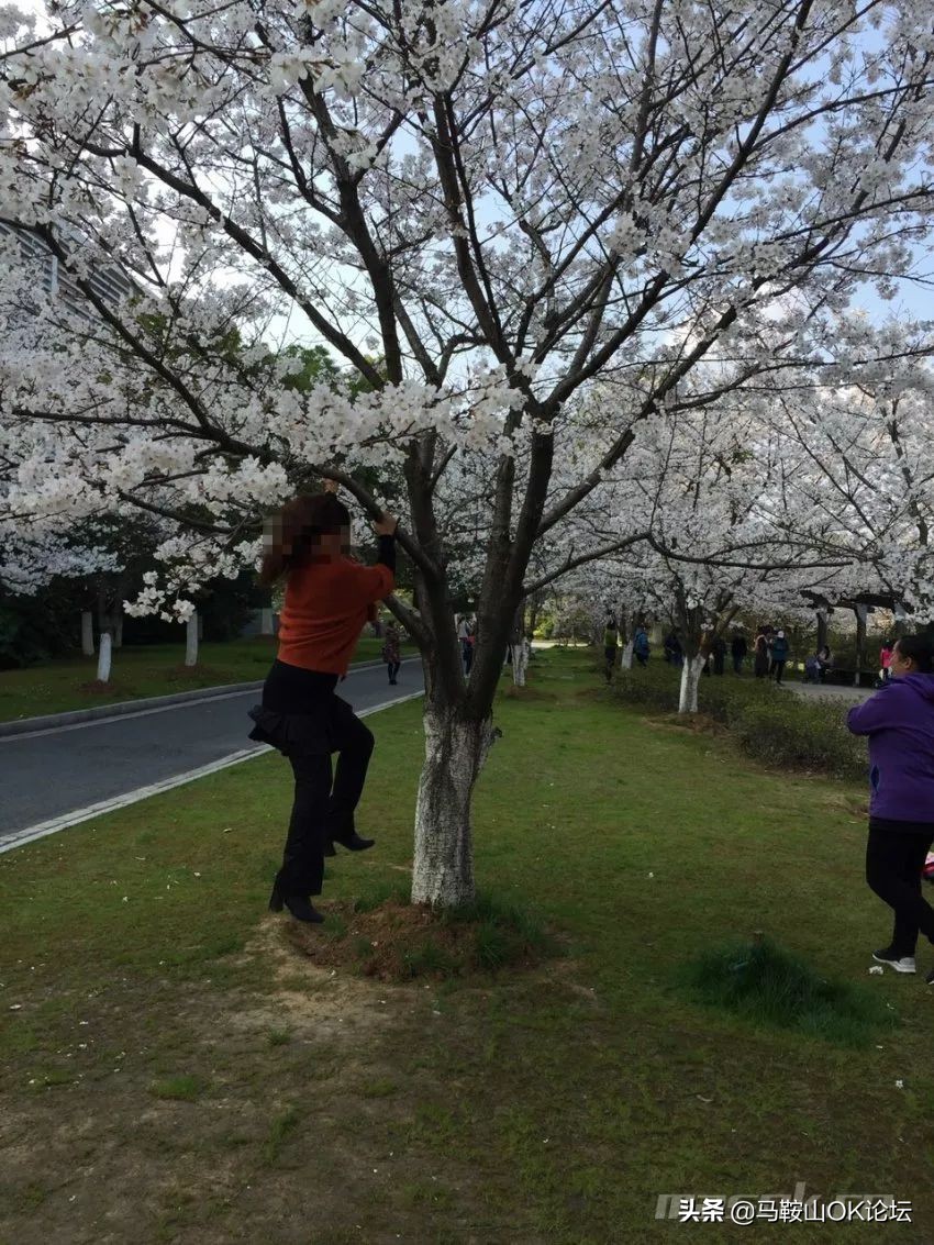 马鞍山滨江公园樱花开了吗,马鞍山雨山樱花
