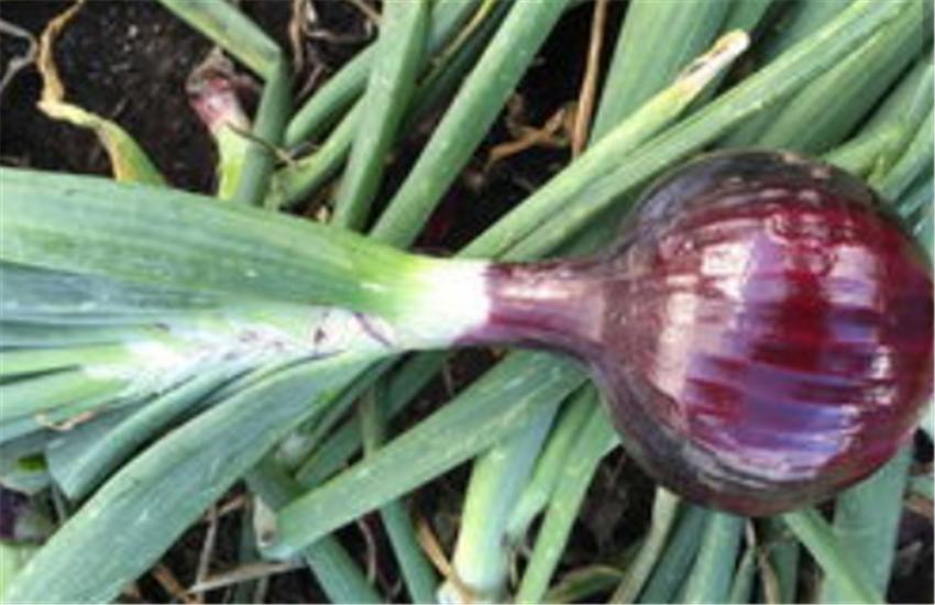 紫圆葱怎样种植,圆葱的种植步骤和方法