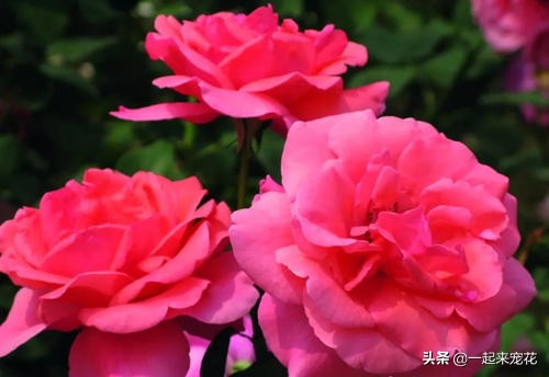 十种高颜值勤开花浓香大花月季,大花月季有哪些品种比较好看的