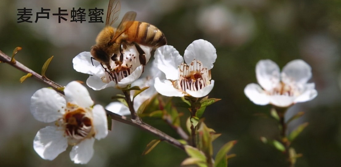 执“蜜”不悟，润口蜂蜜应该怎么挑？