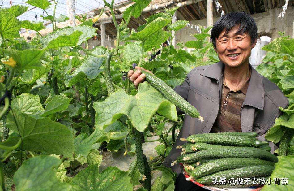 生石灰改良土壤的具体方法,撒石灰灭土壤病害