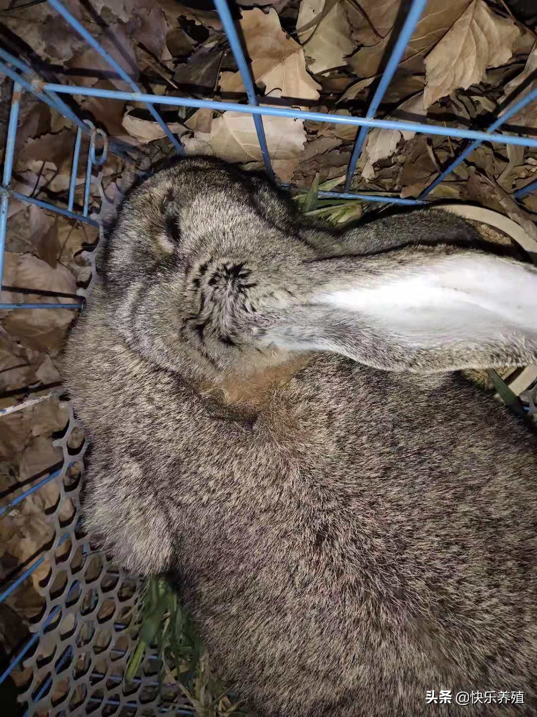 兔子歪头症自己在家如何治疗,兔子歪头的原因及治疗方法