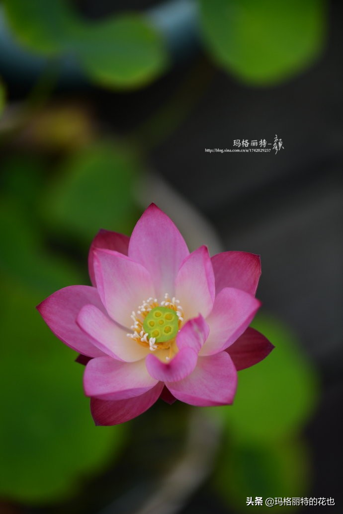 碗莲种子种植步骤及注意事项,碗莲种植方法超简单的快来看看吧