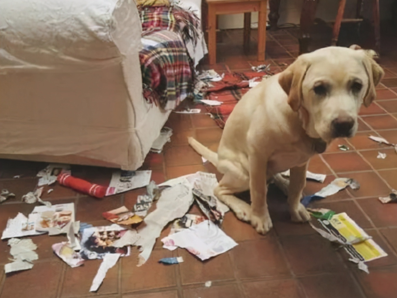 如何正确教育狗狗好习惯,教育护食的狗狗