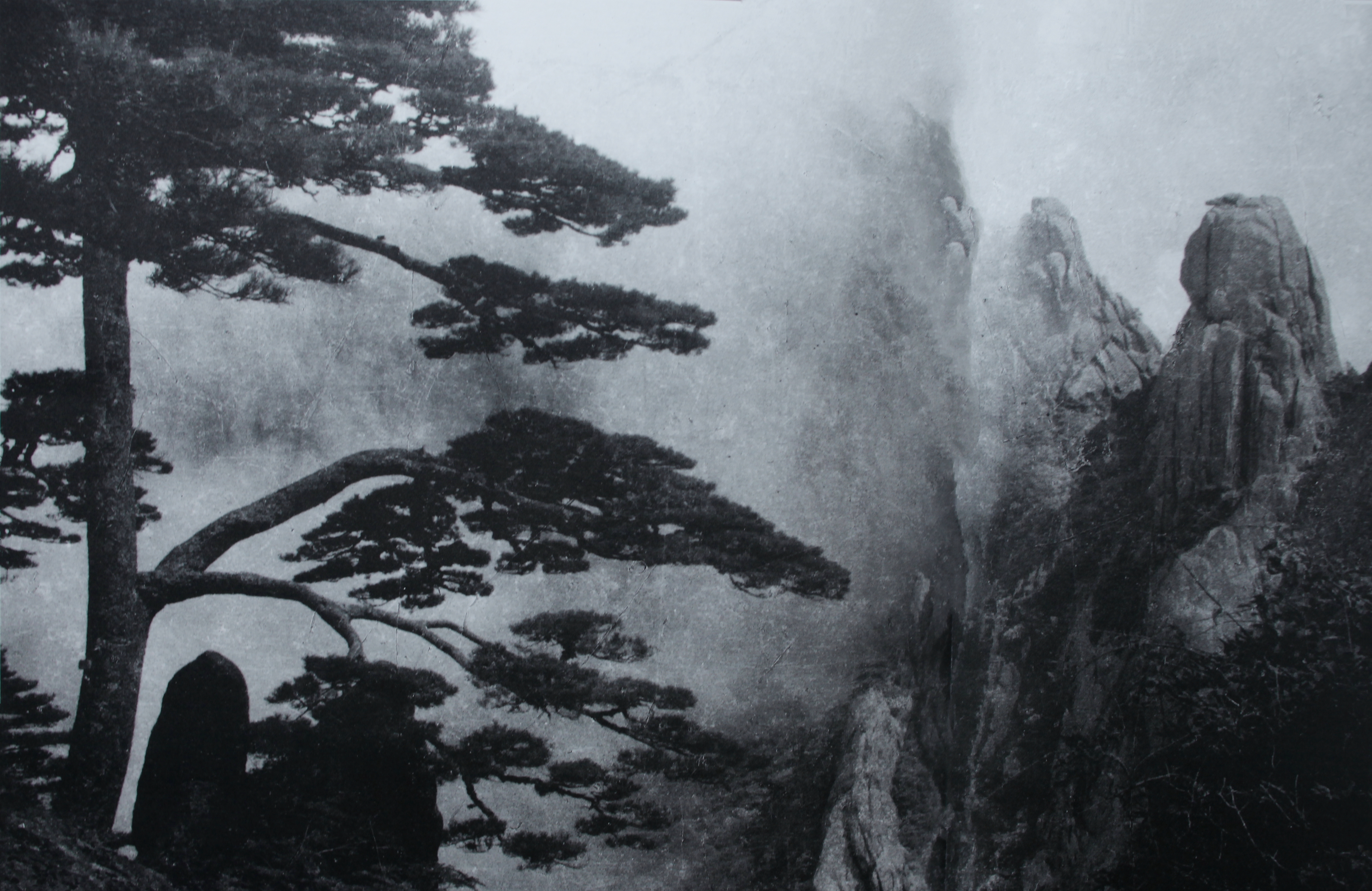 贵宾迎客松的真假辨别方法,黄山迎客松真假