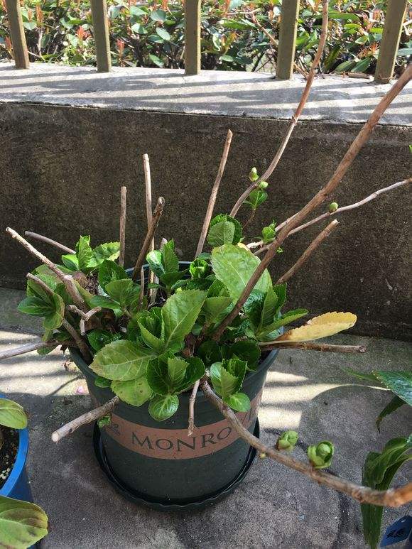 春季绣球怎么养护最好,绣球花的春天怎么养护